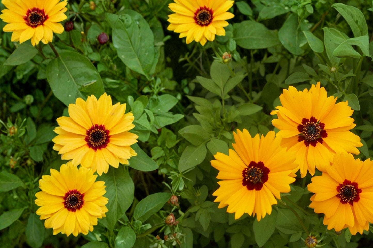 Golden Wave Coreopsis Seeds - Yellow Wildflower - Coreopsis basalis - Annual Pollinator Plant for Meadow Gardens