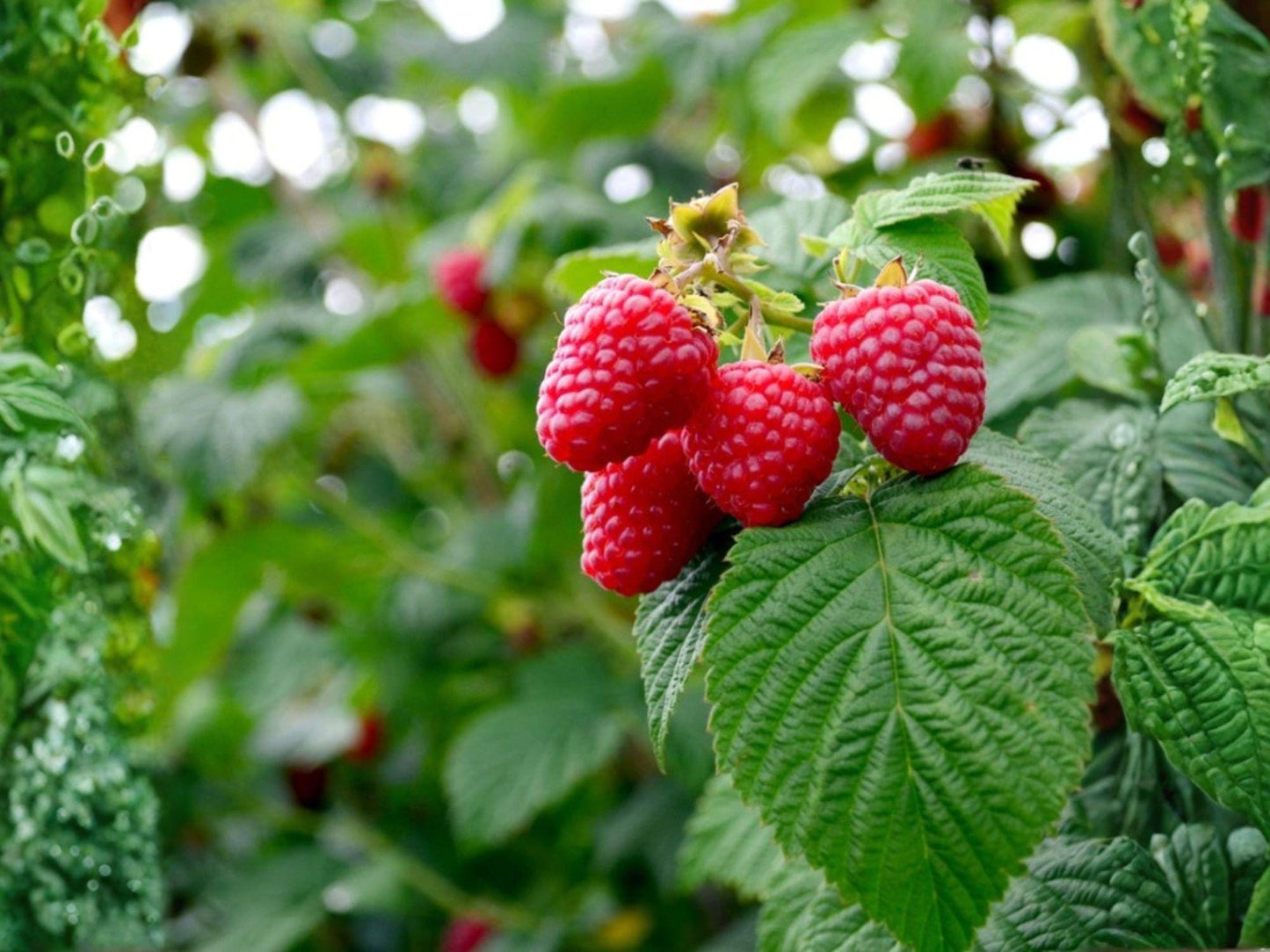 Red Raspberry Plants - 18-24 in Fruiting Cane - Rubus idaeus - Live Rooted Berry Plants for Garden Patch, Edible Landscapes