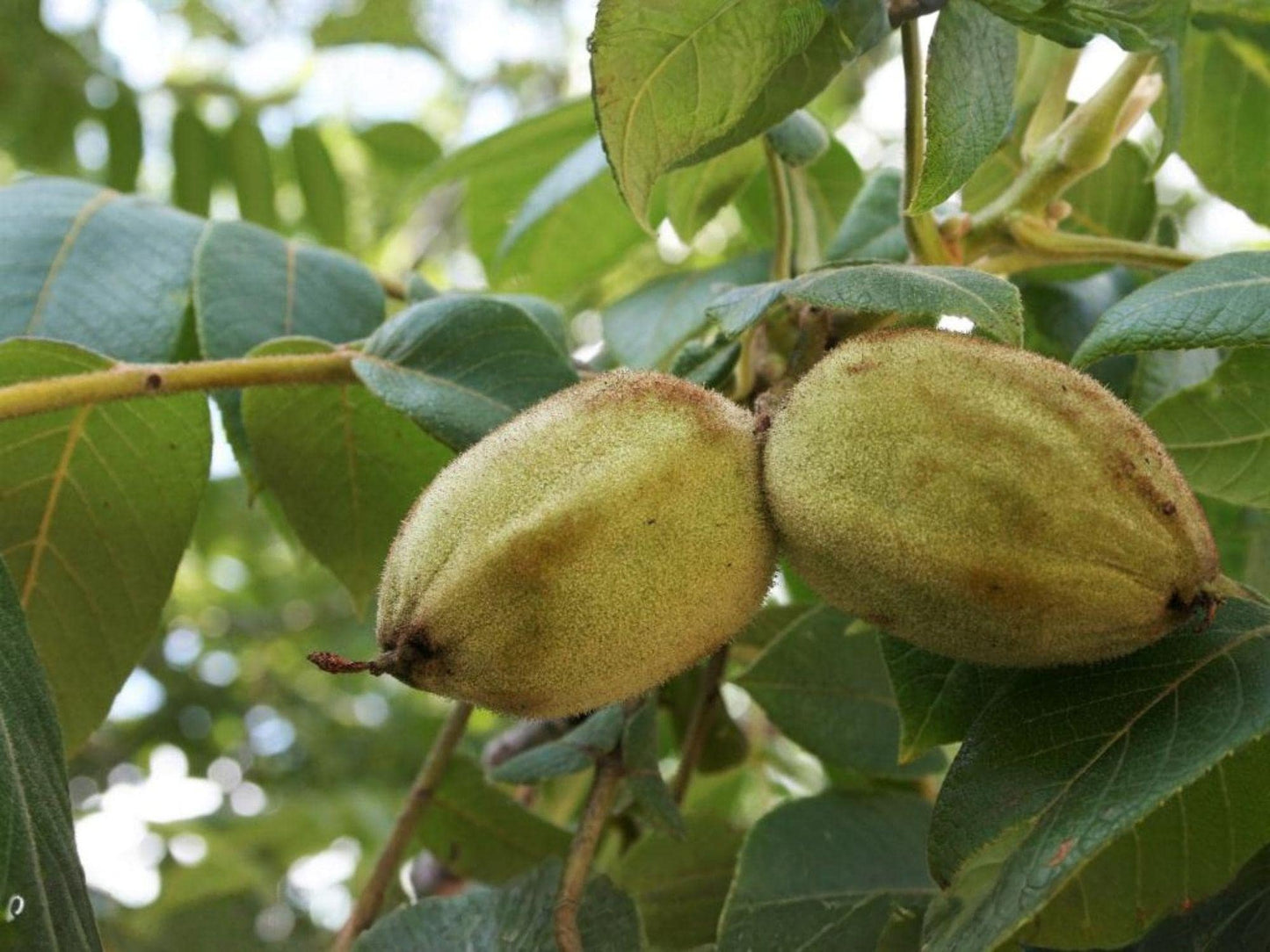 Two Live Butternut Trees, 2 ft Tall, Juglans cinerea, White Walnut Nut Tree for Edible Gardens, North American Native Nut Tree