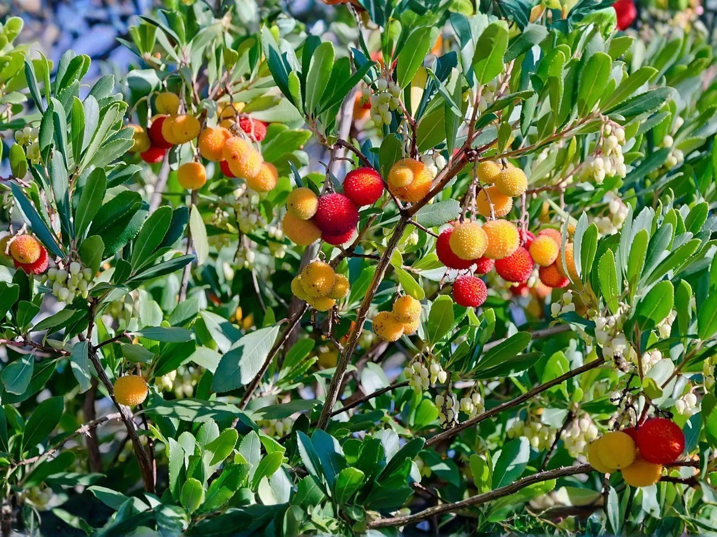 2 Live Strawberry Tree Plants (9-15 in) - Arbutus unedo - Evergreen Ornamental with Red Fruit and White Flowers