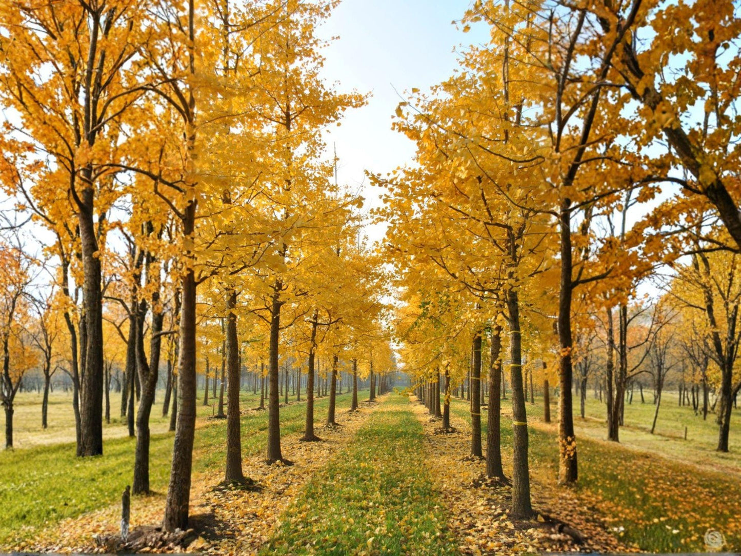 Live Ginkgo Biloba Tree 1-2 ft Tall - Golden Autumn Foliage - Ornamental Tree - Ginkgo biloba - Unique Fan-Shaped Leaves