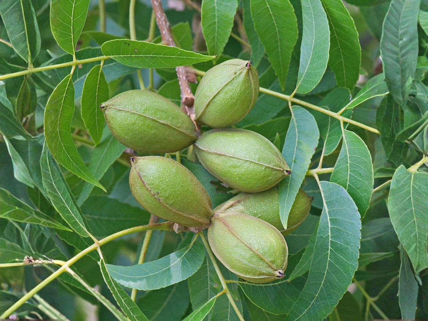Stewart Pecan Nut Tree Saplings - Live Carya illinoinensis - 1-2 ft Tall - Ideal for Orchard Planting and Food Forests