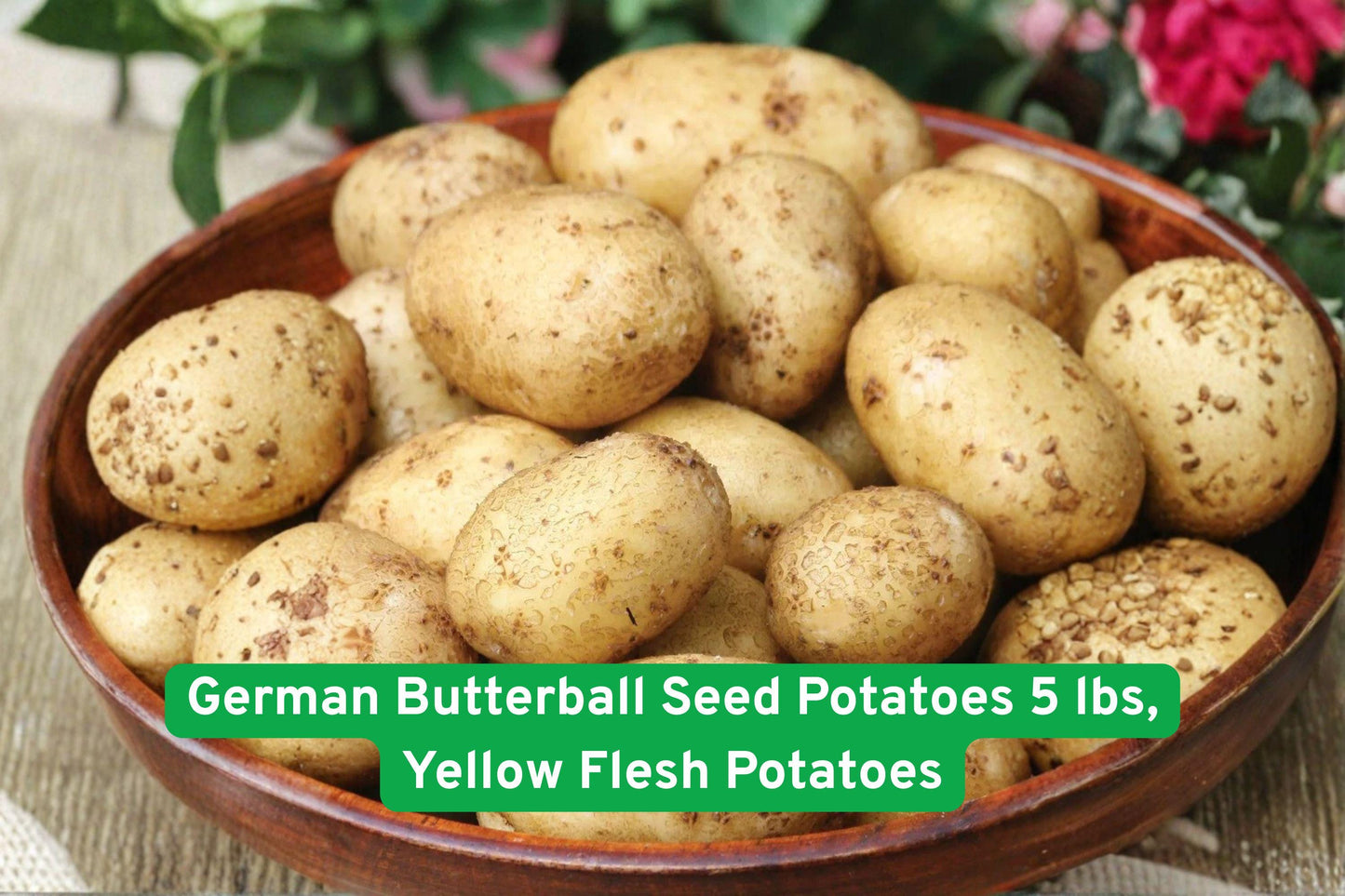 German Butterball Seed Potatoes 5 lbs - Yellow Flesh, Heirloom Variety (Solanum tuberosum) - Ideal for Home Gardens and Cooking