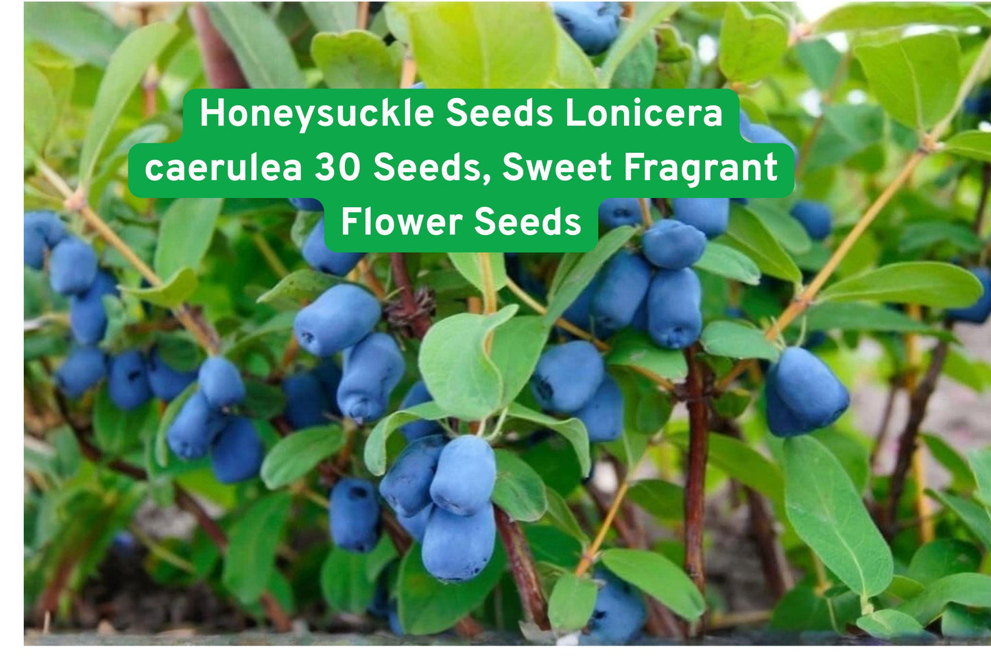Honeysuckle Seeds - 30 Sweet Fragrant Flower Seeds - Lonicera caerulea - Easy to Grow, Attracts Pollinators, Garden Essential