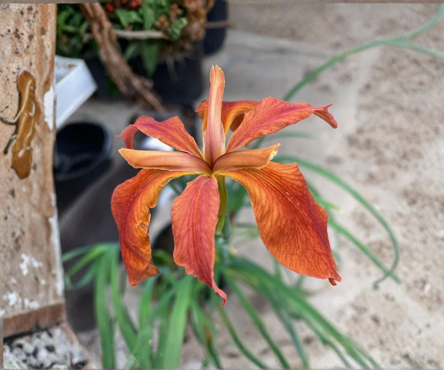 Red Iris Fulva Live Pond Plant - Hardy Aquatic Marginal Flower - Iris fulva - Red Blooms for Pond & Bog Gardens - 2" or 4" Pot