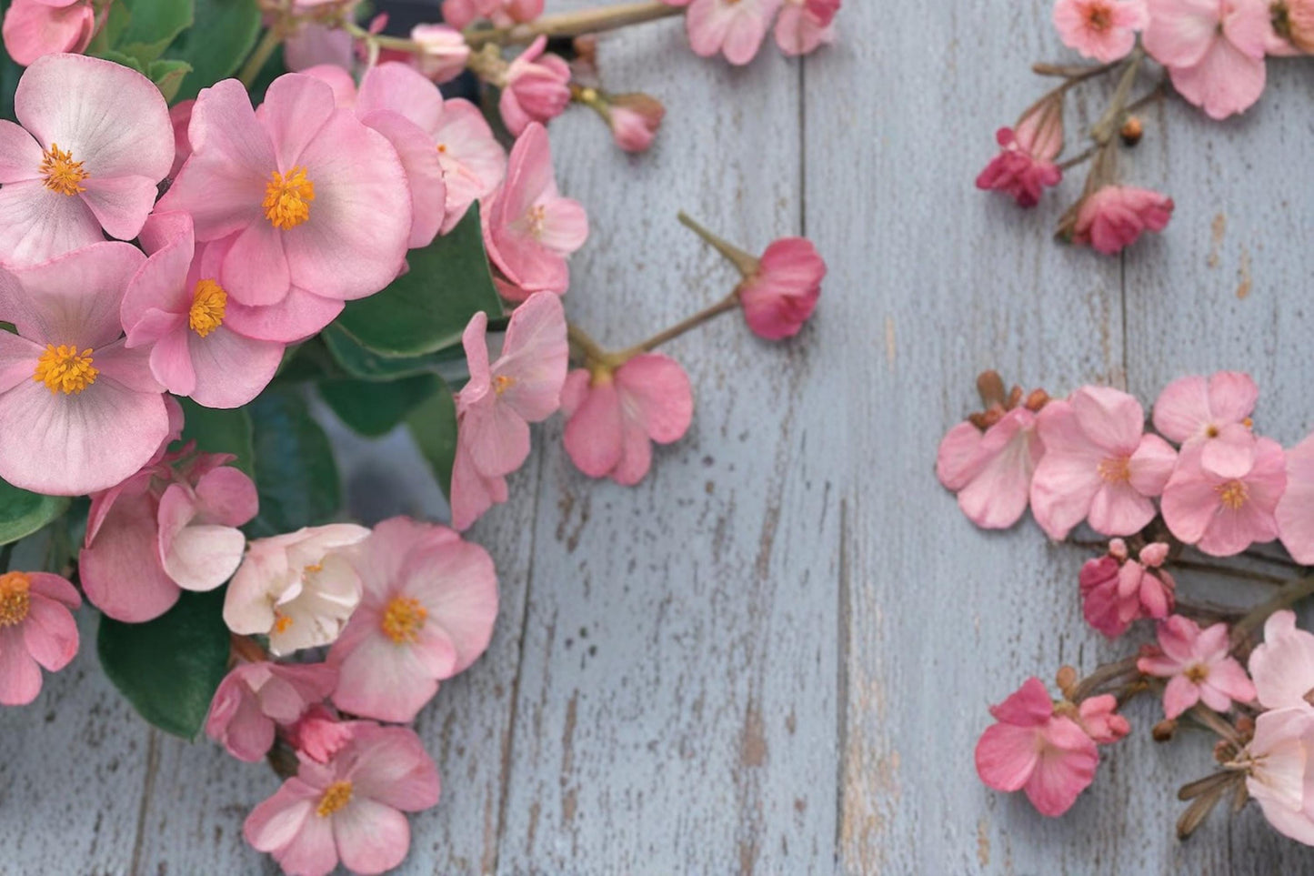 Light Pink Begonia Seeds 10 Pelleted - Begonia semperflorens 'Brandy' - Compact Annual Flowering Plant for Gardens & Containers