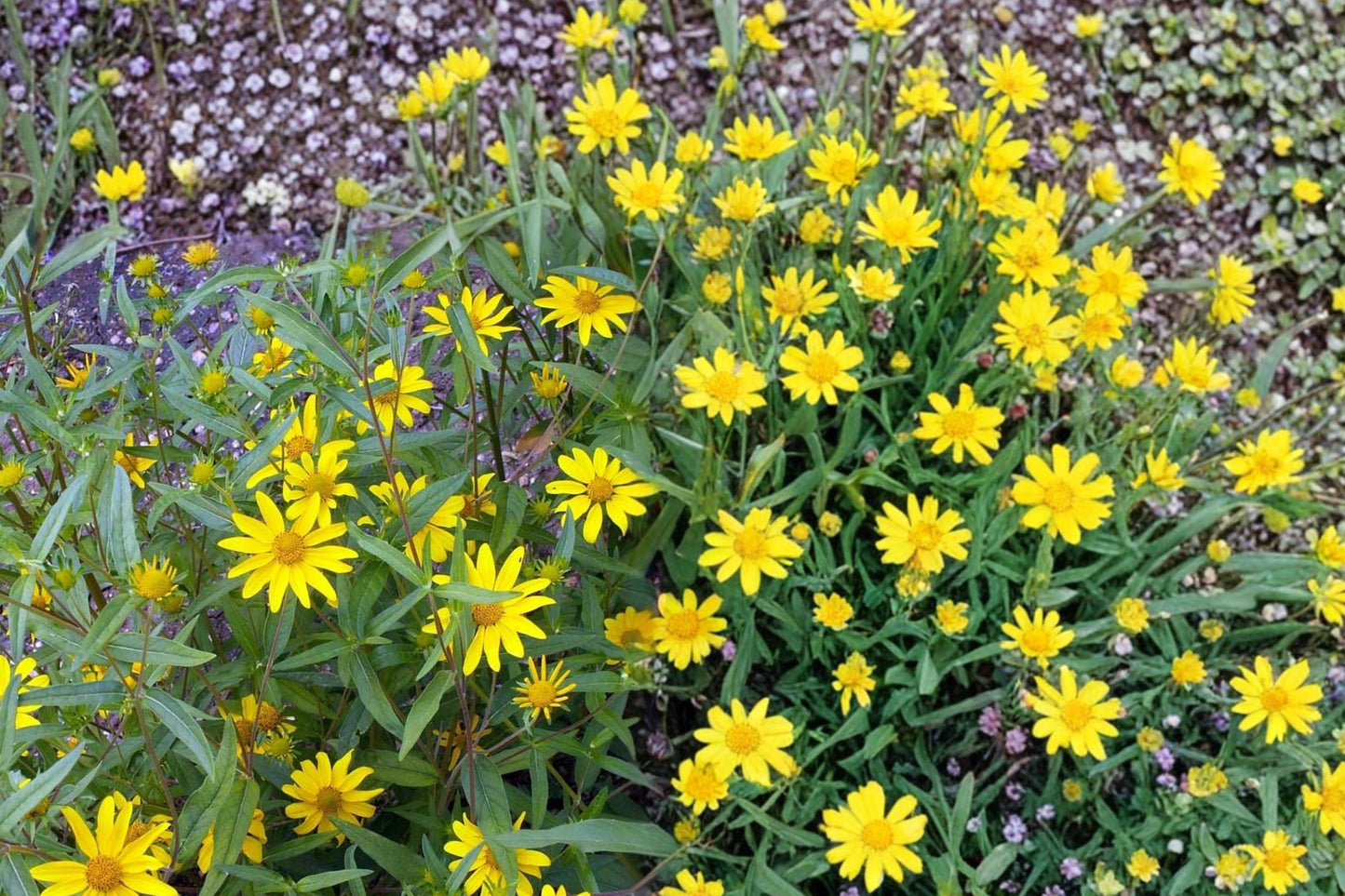 Showy Goldeneye Seeds - 100 Seeds - Heliomeris multiflora - Yellow Daisy Flower for Pollinator Gardens and Wildflower Meadows