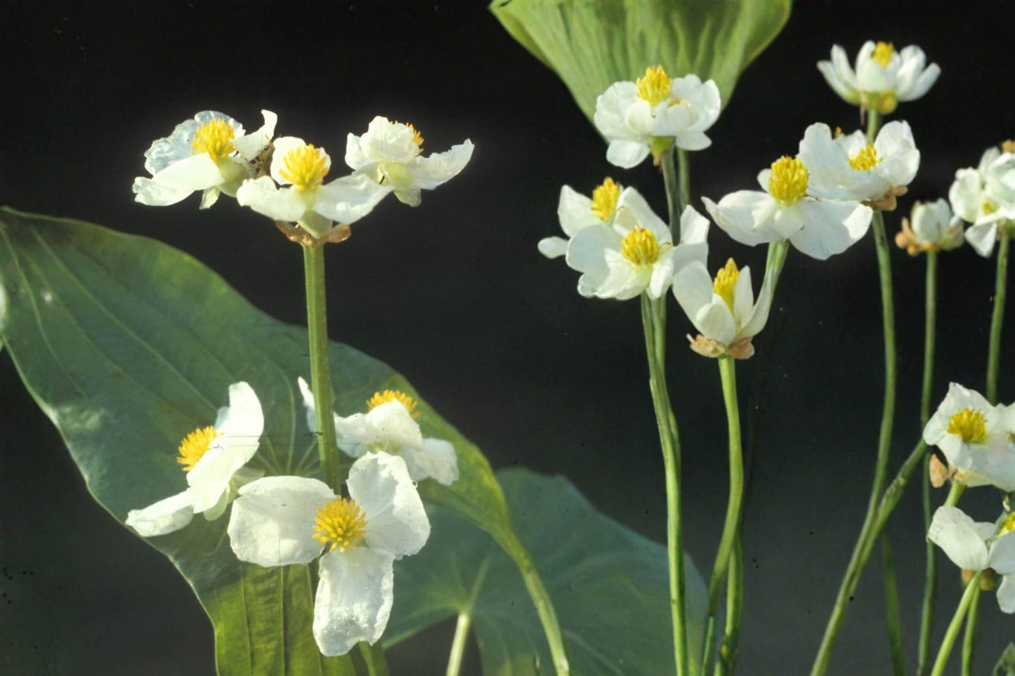100 Seeds Common Arrowhead Plant - Sagittaria latifolia - Aquatic Perennial with White Flowers for Ponds & Wetlands