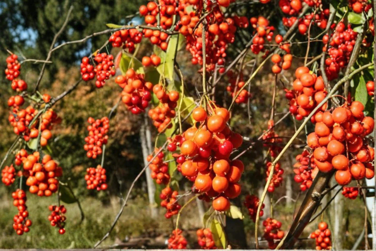 American Bittersweet Seeds 30 Count - Celastrus scandens - Deciduous Climbing Vine with Orange Fruit Capsules and Greenish Flowers