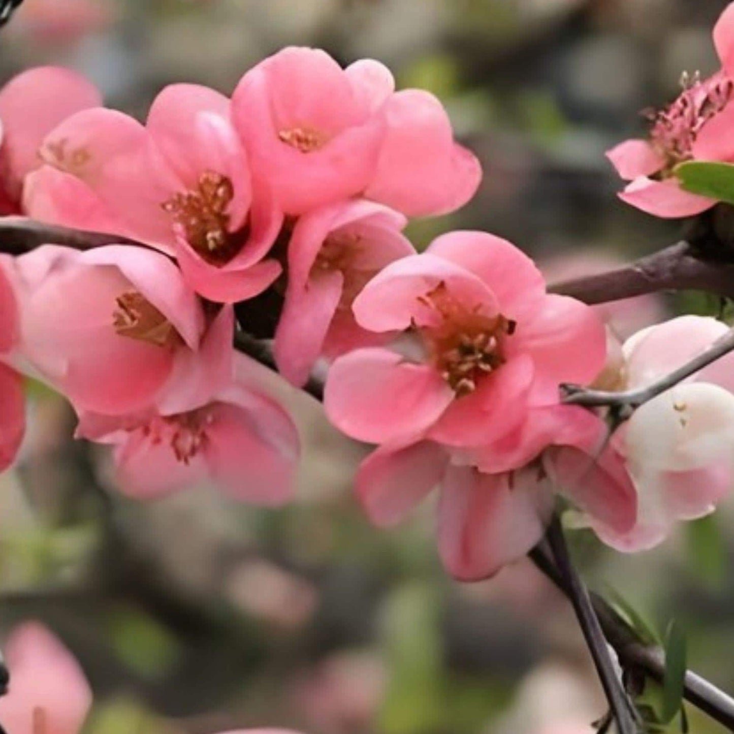 Pink Flowering Quince Sapling | Bare Root Cydonia | Early Blooming Ornamental Fruit Tree | Live Plant