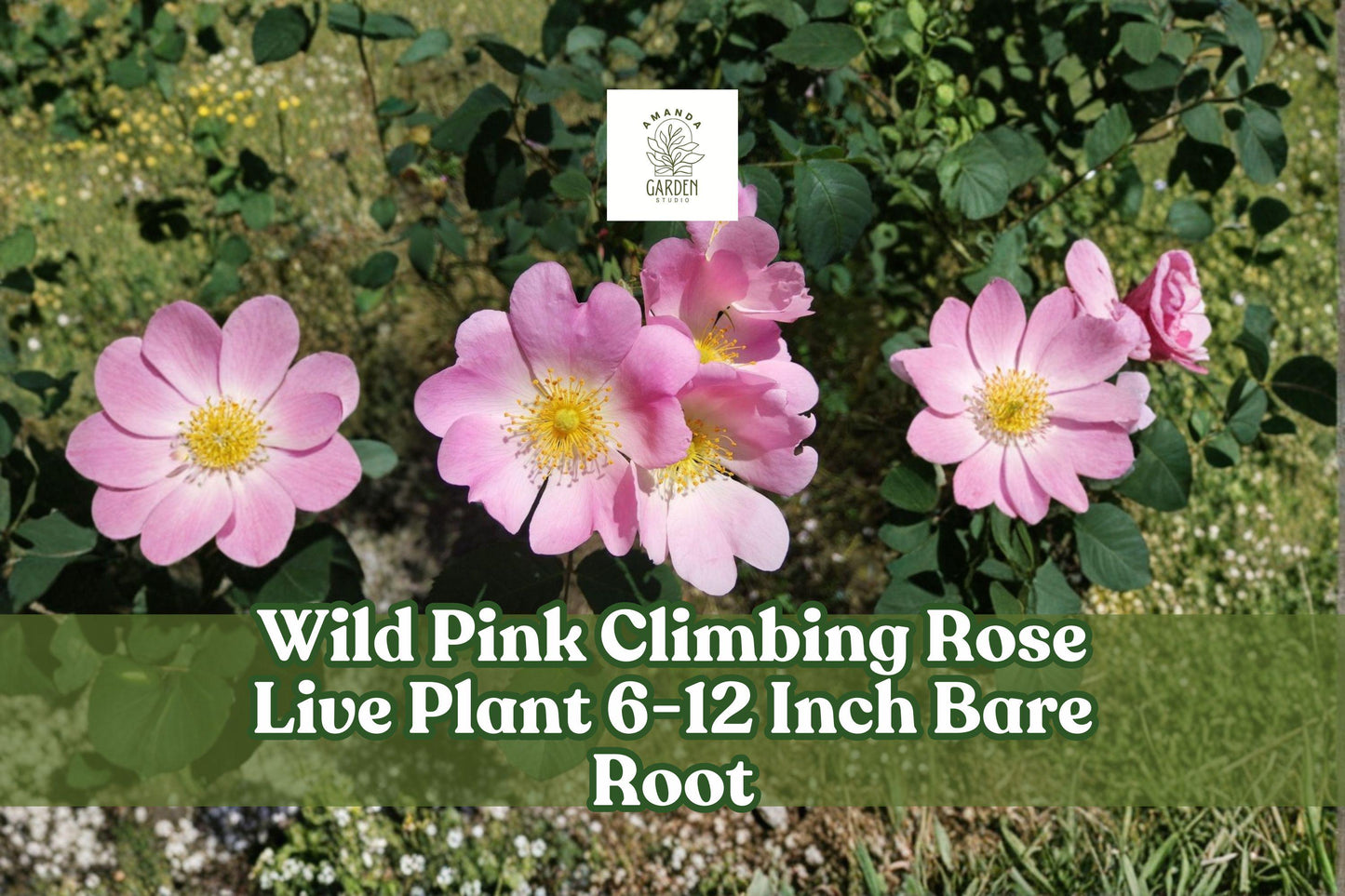 Wild Pink Climbing Rose Live Plant 6-12 Inch Bare Root Rosa spp. Hardy Flowering Vine for Garden Trellises and Fences