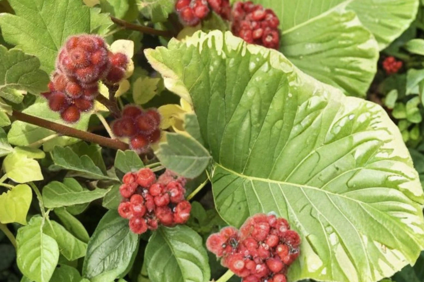 Skunkbrush Sumac Seeds - 10 Count - Rhus trilobata - Drought Tolerant Shrub with Yellow Flowers & Red Berries for Erosion Control