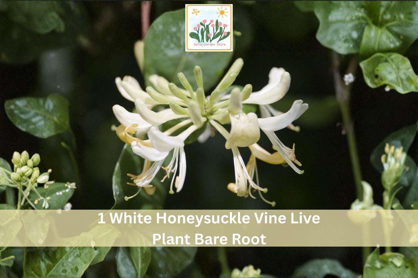 White Honeysuckle Vine Live Plant - Bare Root Climbing Vine with Fragrant White Blooms - Lonicera spp. for Garden Trellises