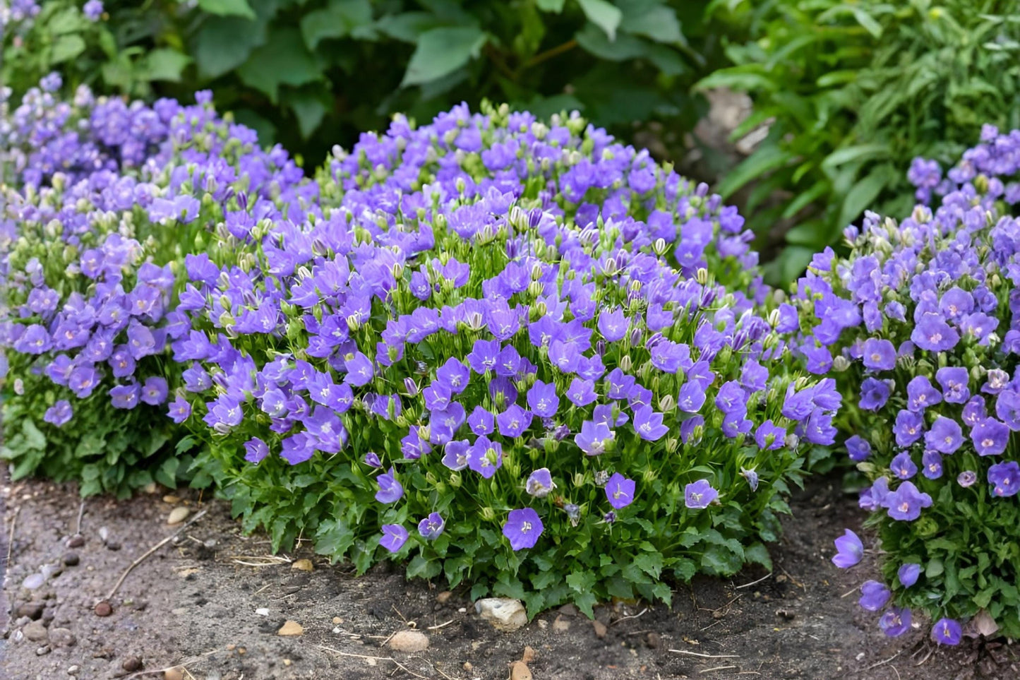 Tussock Bellflower Seeds (100) | Campanula carpatica | Blue Violet Flowers for Borders & Containers | Easy Grow Perennial