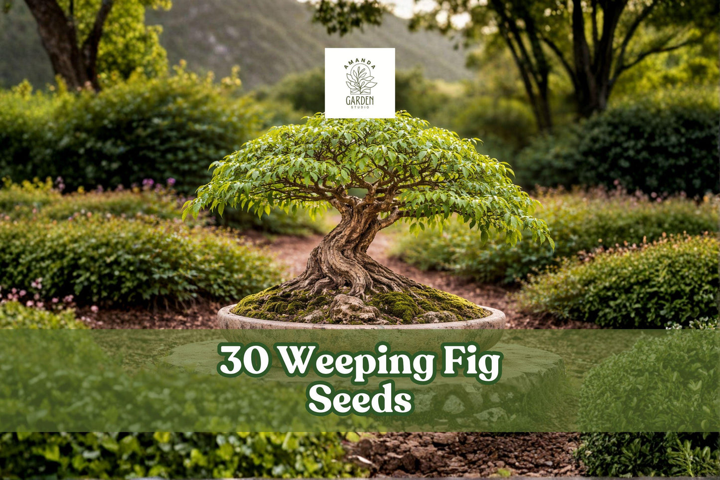 Weeping Fig Seeds 30 Pack | Ficus benjamina | Indoor Bonsai Tree | Glossy Green Leaves | Perfect for Houseplants