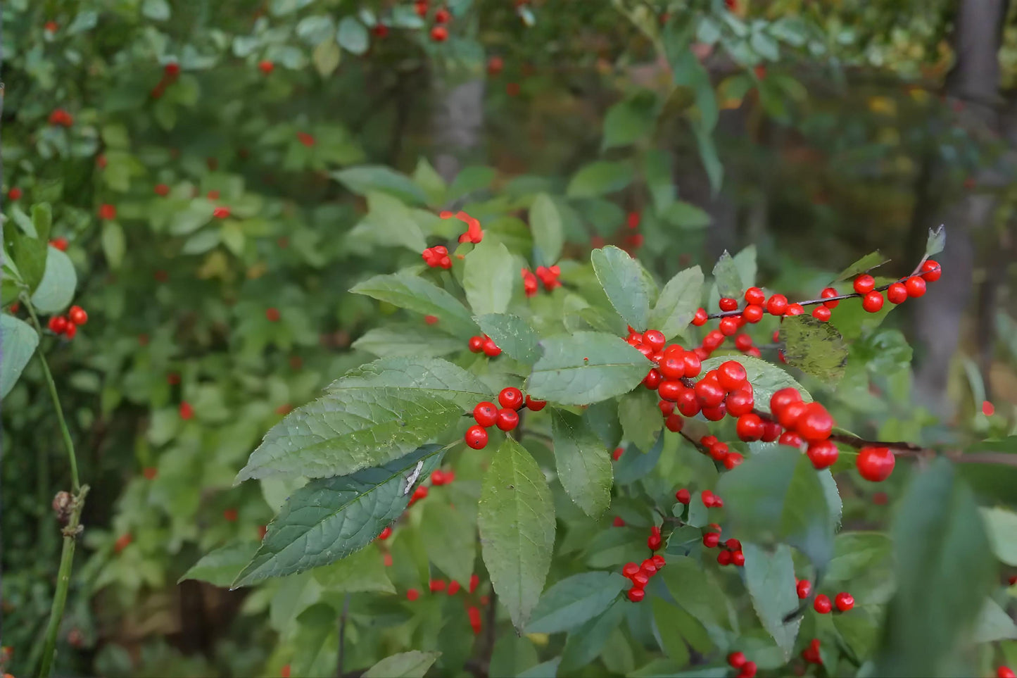 Mountain Holly Seeds (10) - Ilex montana - Hardy Native Shrub with Red Berries for Woodland Gardens and Wildlife Habitats