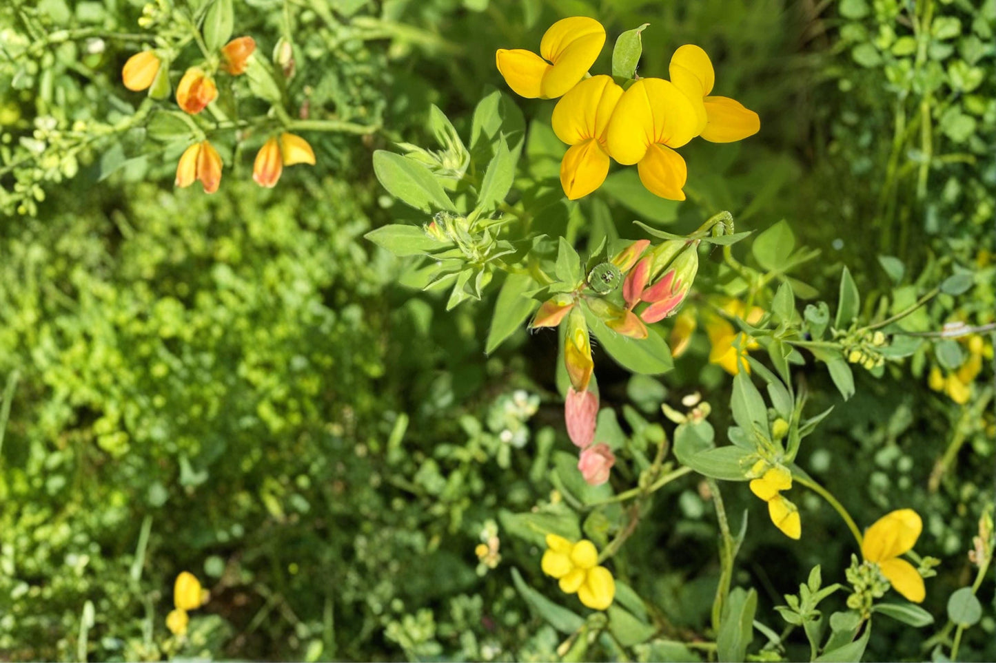 Bird's Foot Trefoil Seeds - 100 Yellow Flower Clusters - Lotus corniculatus - Low-Growing Perennial Legume for Groundcover