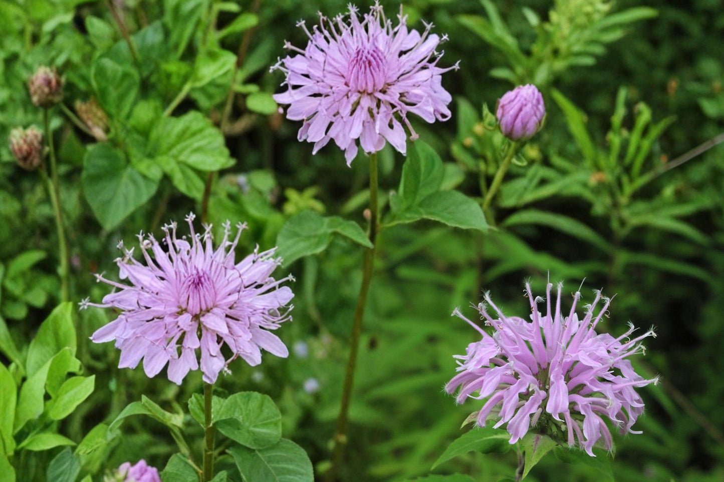 Wild Bergamot Seeds 100 Count - Monarda fistulosa - Lavender Purple Flowers - Native Perennial for Pollinator Gardens