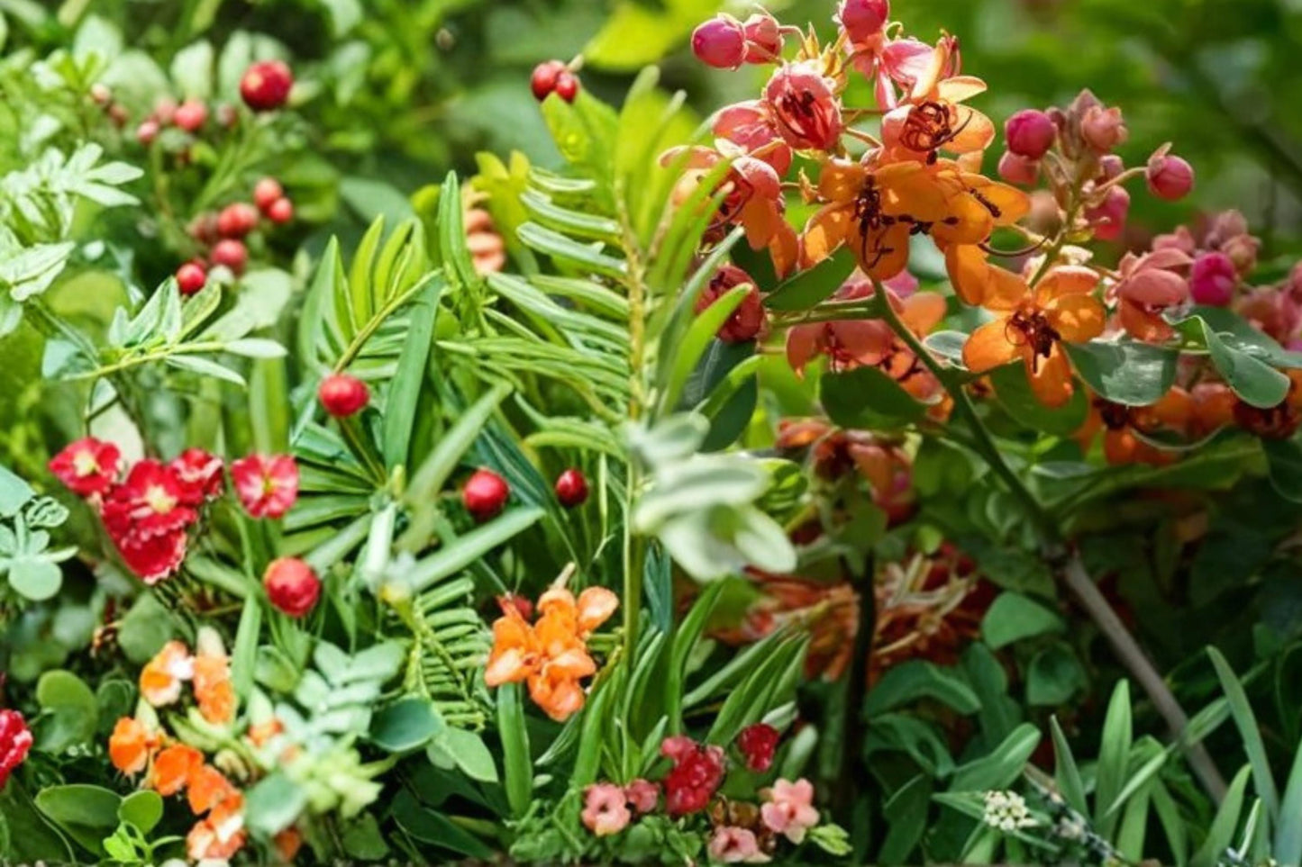 Bronze Shower Tree Seeds - 10 Seeds - Tropical Flowering Tree - Cassia moschata - Ornamental with Bronze to Golden Blooms