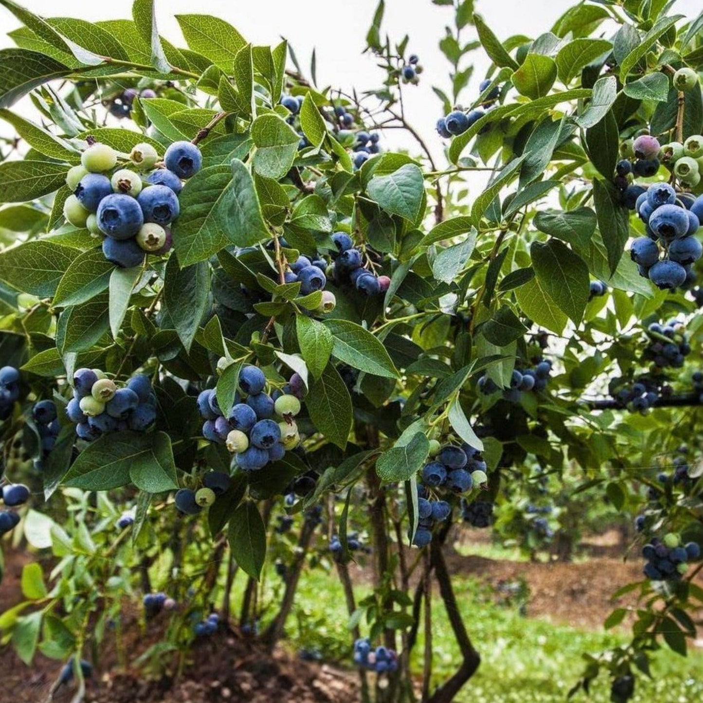 Sunshine Blue Blueberry Starter Plants 2 Pack, Pesticide-Free, Compact Fruit Bush, Vaccinium corymbosum