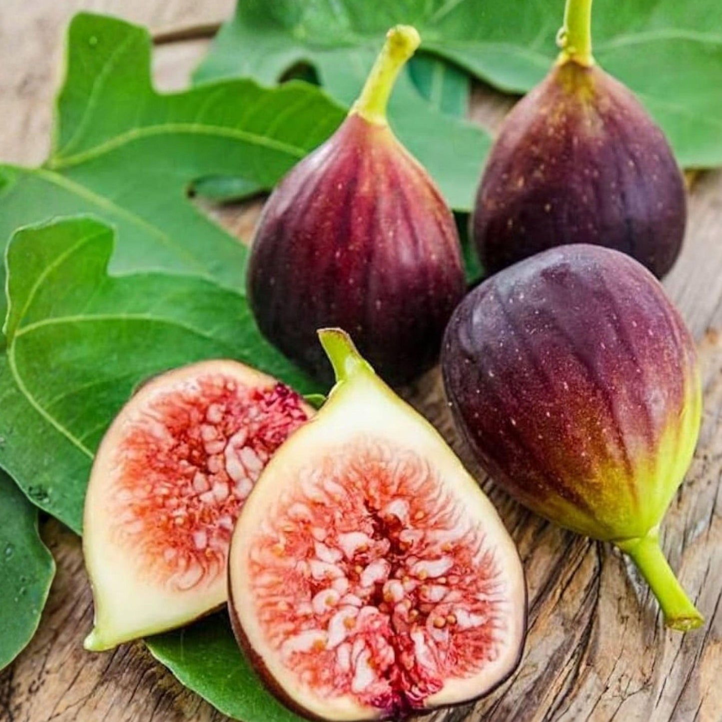 Brown Turkey Fig Tree Live Plant 5-8 Inches Cold Hardy Ficus carica Edible Fruit Plant for Home Gardens