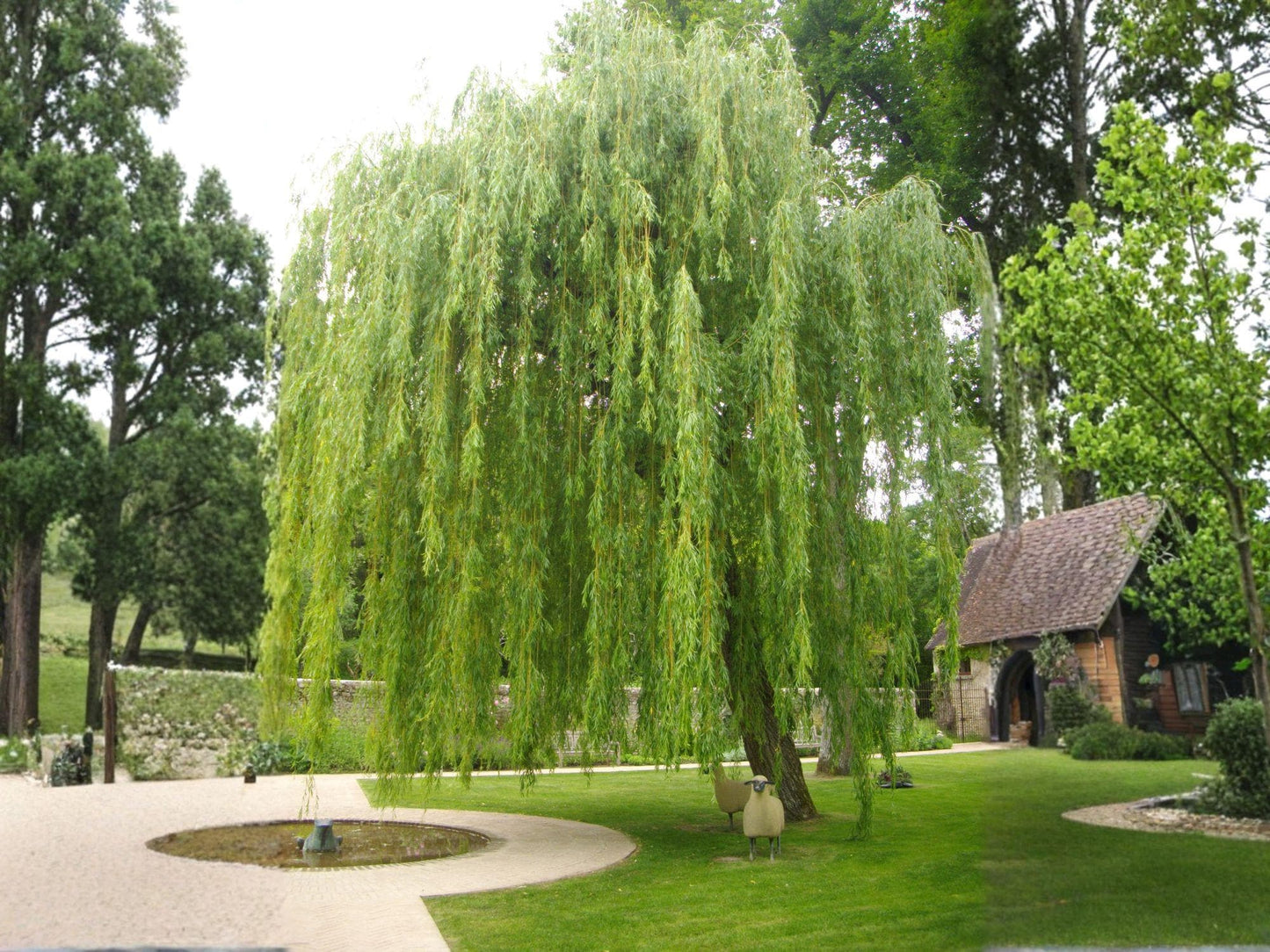 Weeping Willow Tree Plant - 1ā2 ft Bare Root Fast Growing Ornamental Shade Tree - Salix babylonica