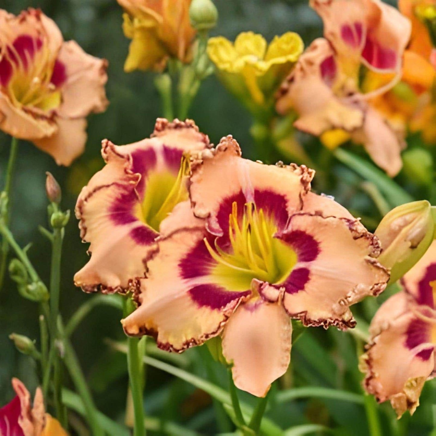 Rainbow Rhythm Daylily Root - 1 Live Bare Root - Yellow Orange Blooms - Hemerocallis ‘King of Ages’ - Hardy Perennial Plant