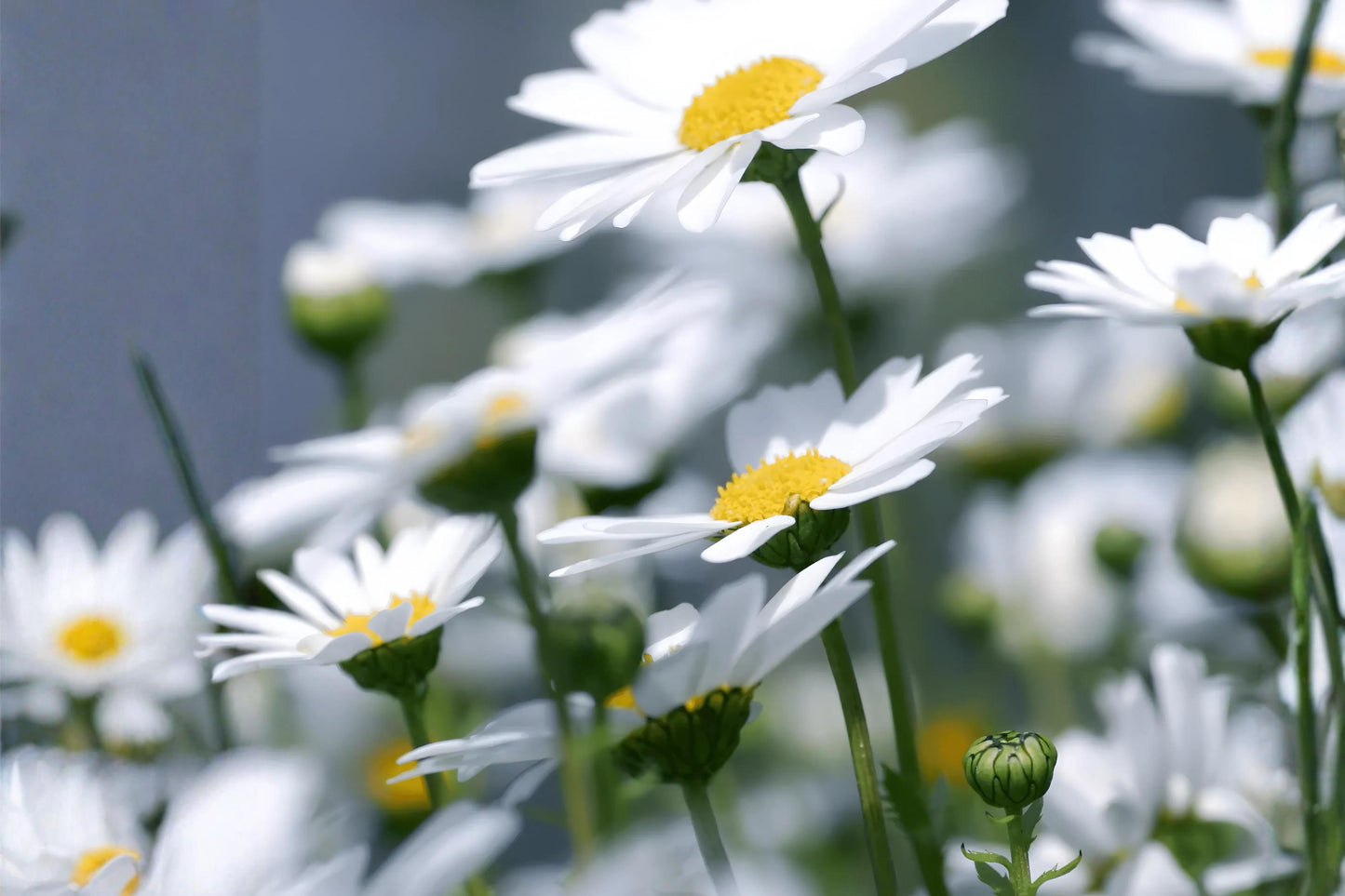 Creeping Daisy Seeds (100) | Swan River Daisy | Chrysanthemum paludosum | Low-Growing Flowering Plant for Borders & Edging