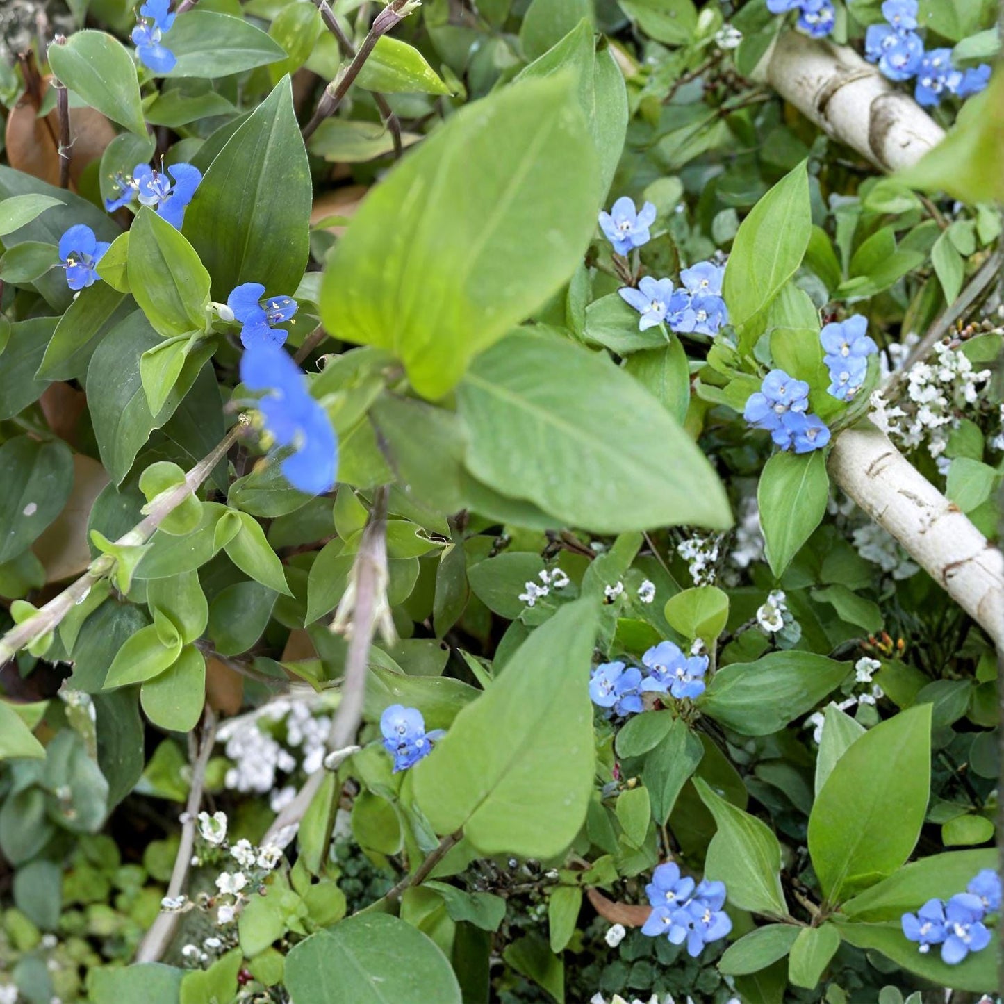 Commelina Diffusa Cuttings | 25+ Blue Flower Vine | Climbing Dayflower | Fast Growing Plant | Commelina diffusa