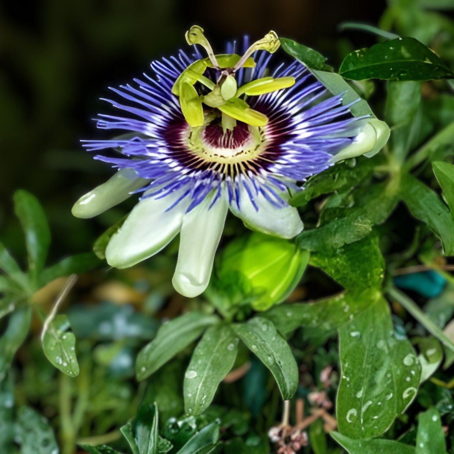 Passiflora Vine Cuttings - 10 Fresh Cuttings of Exotic Passionflower (Passiflora) - Butterfly Host Plant for Gardens
