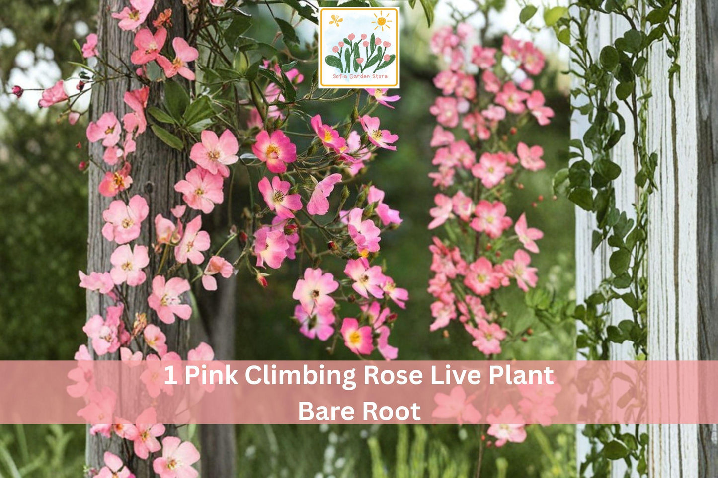 Pink Climbing Rose Live Plant Bare Root 1-2 Ft Rosa spp. Soft Pink Blooms Garden Vine for Trellis and Fences