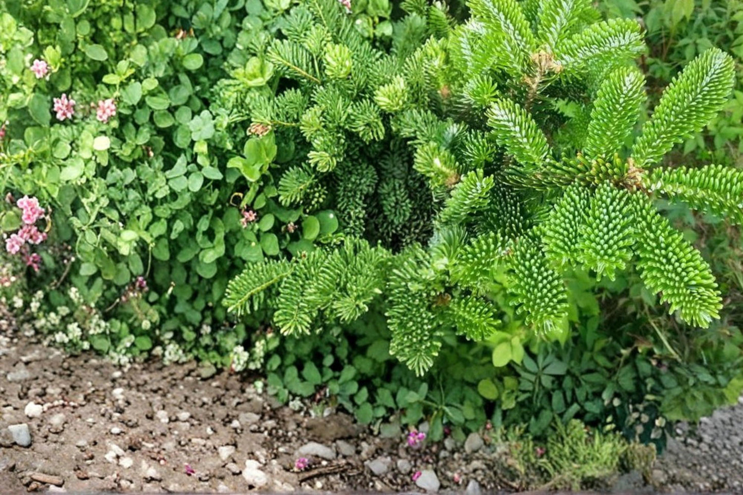 Fraser Fir Tree Seeds (30) - Abies fraseri - Evergreen Conifer with Dense Foliage for Cooler Climates - Outdoor Landscape Plant