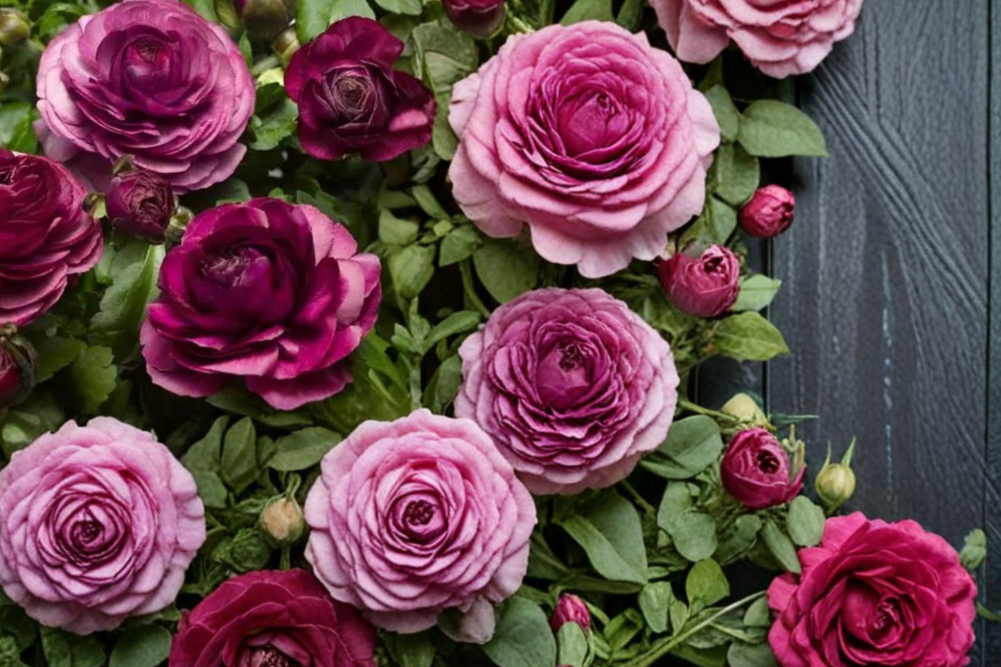 Purple Ranunculus Bulbs - 10 Count - Ranunculus asiaticus - Perennial Flowering Bulb with Layered Purple Blooms for Gardens
