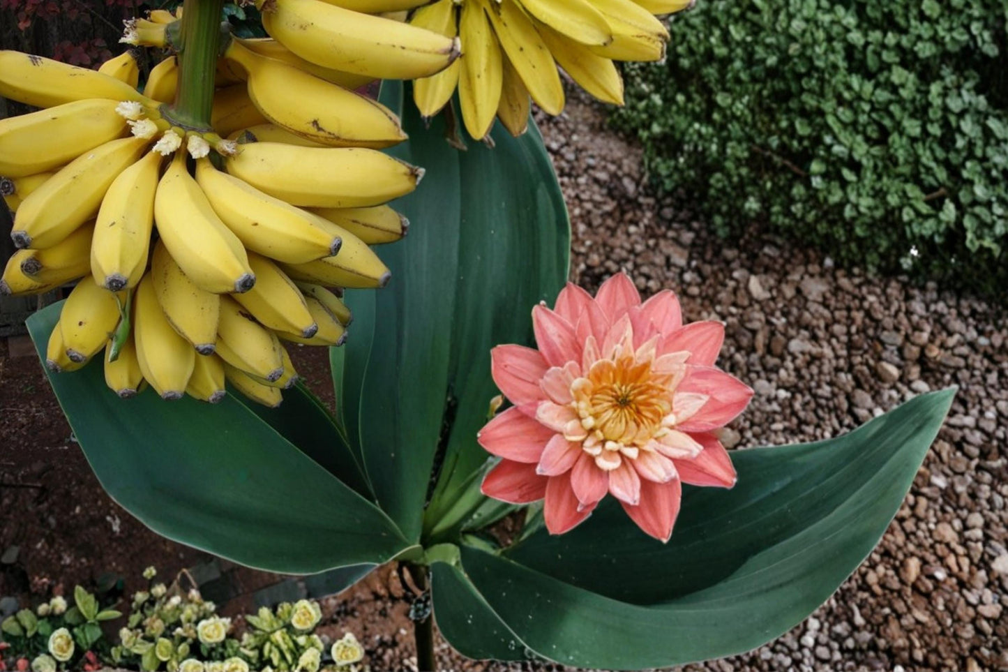 Banana Seeds 20 Count - Musa Tropical Fruit Plant with Large Green Foliage - Fast-Growing Perennial for Warm Climates