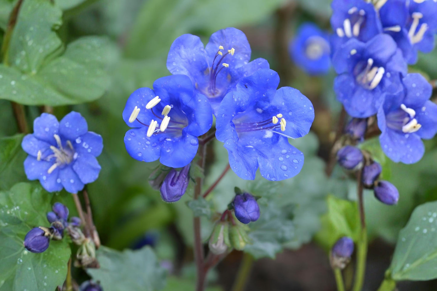California Bluebells Seeds (100) | Phacelia campanularia | Vivid Desert Wildflower for Gardens & Pollinator Habitats