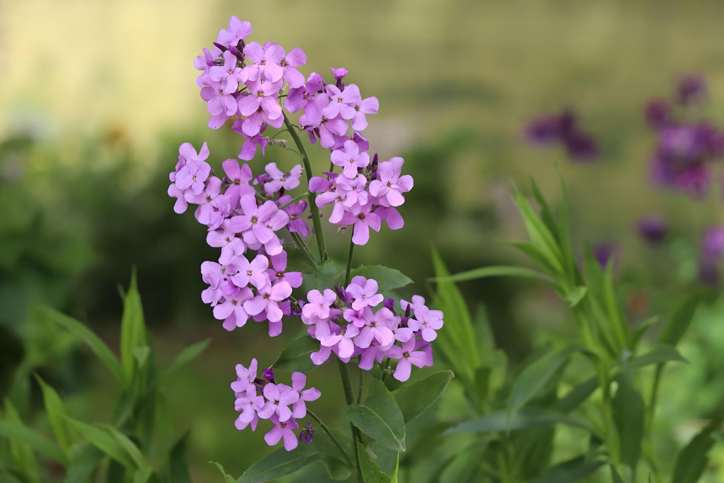 Dame’s Rocket Seeds (100) - Night-Scented, Fragrant Purple Pink White Blooms, Hesperis matronalis for Cottage Gardens