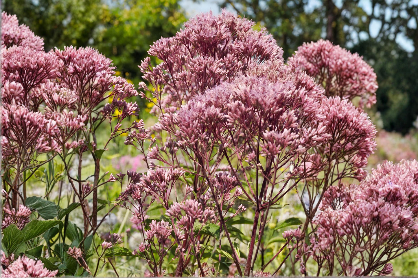 Spotted Joe Pye Weed Seeds (100) - Eutrochium maculatum - Native Pollinator Wildflower for Butterflies & Bees