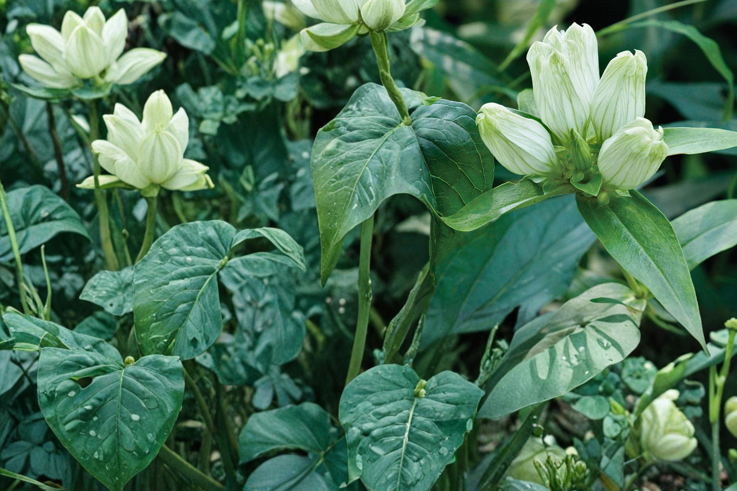 Cream Gentian Seeds - 100 Count - Gentiana flavida - Pale Yellow Cream Wildflower for Meadows & Woodland Gardens