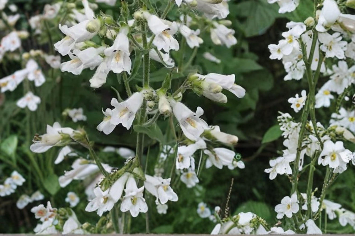 Pale Beardtongue Seeds 100 Count - Penstemon pallidus - Native Perennial with Lavender Pink Tubular Flowers for Wildflower Gardens