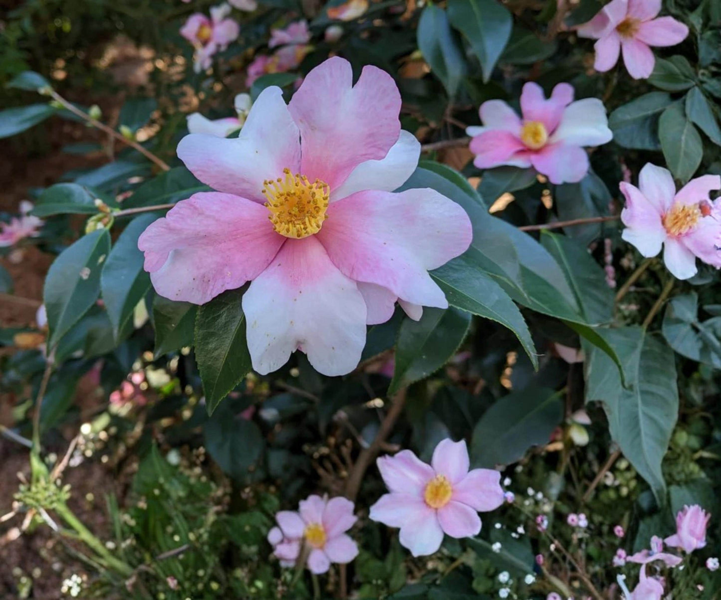 Yume Camellia Plant - 3" Starter - Pink White Yellow Evergreen Flowering Shrub - Camellia japonica ‘Yume’