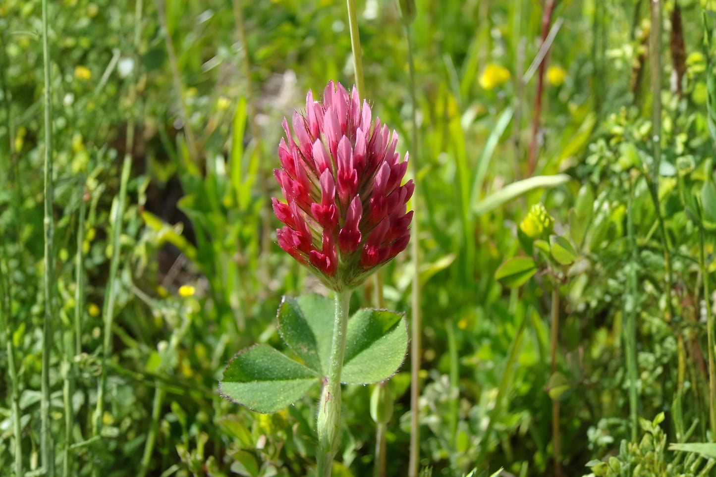 Crimson Clover Seeds (100) - Red Clover for Pollinators & Soil Improvement, Trifolium incarnatum