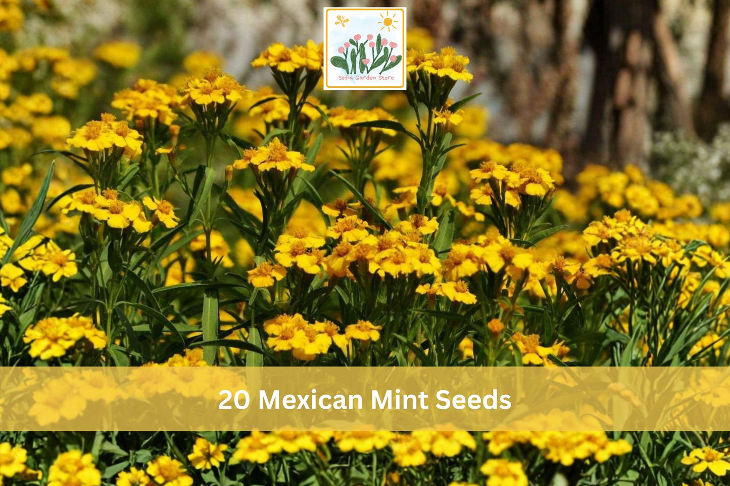 Mexican Mint Seeds - 20 Pack Tagetes lucida - Aromatic Herb with Yellow Flowers for Garden & Container Planting