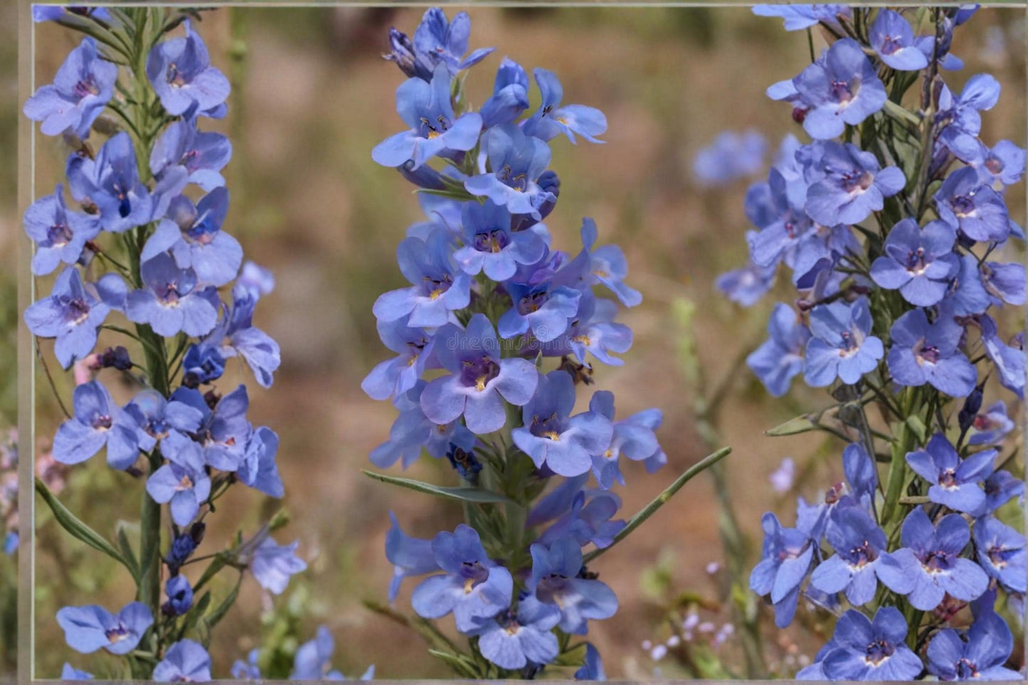 Pagoda Penstemon Seeds - 50 Herbaceous Perennial Seeds - Lavender Tubular Flowers - Penstemon angustifolius for Dry Landscapes