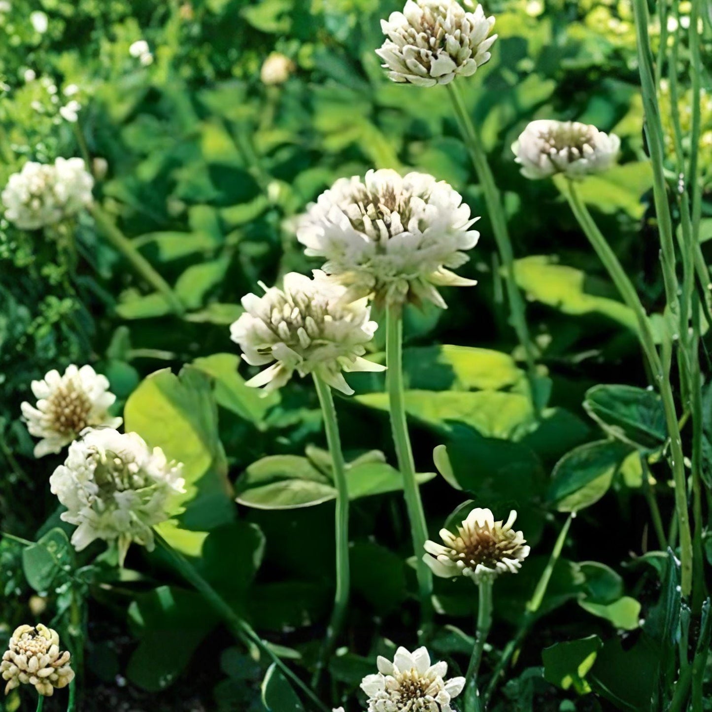 Dutch White Clover Seeds 5 Pounds | Trifolium repens | Ground Cover & Pasture Seed | Nitrogen-Fixing Crop
