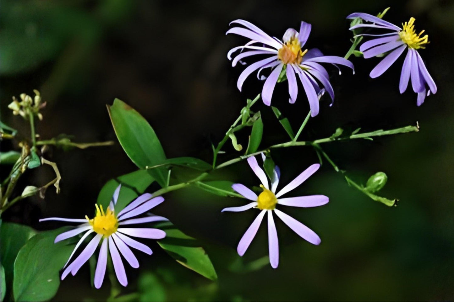 Prairie Aster Seeds (100) | Hardy Native Wildflower | Lavender-Violet Blooms | Symphyotrichum turbinellum