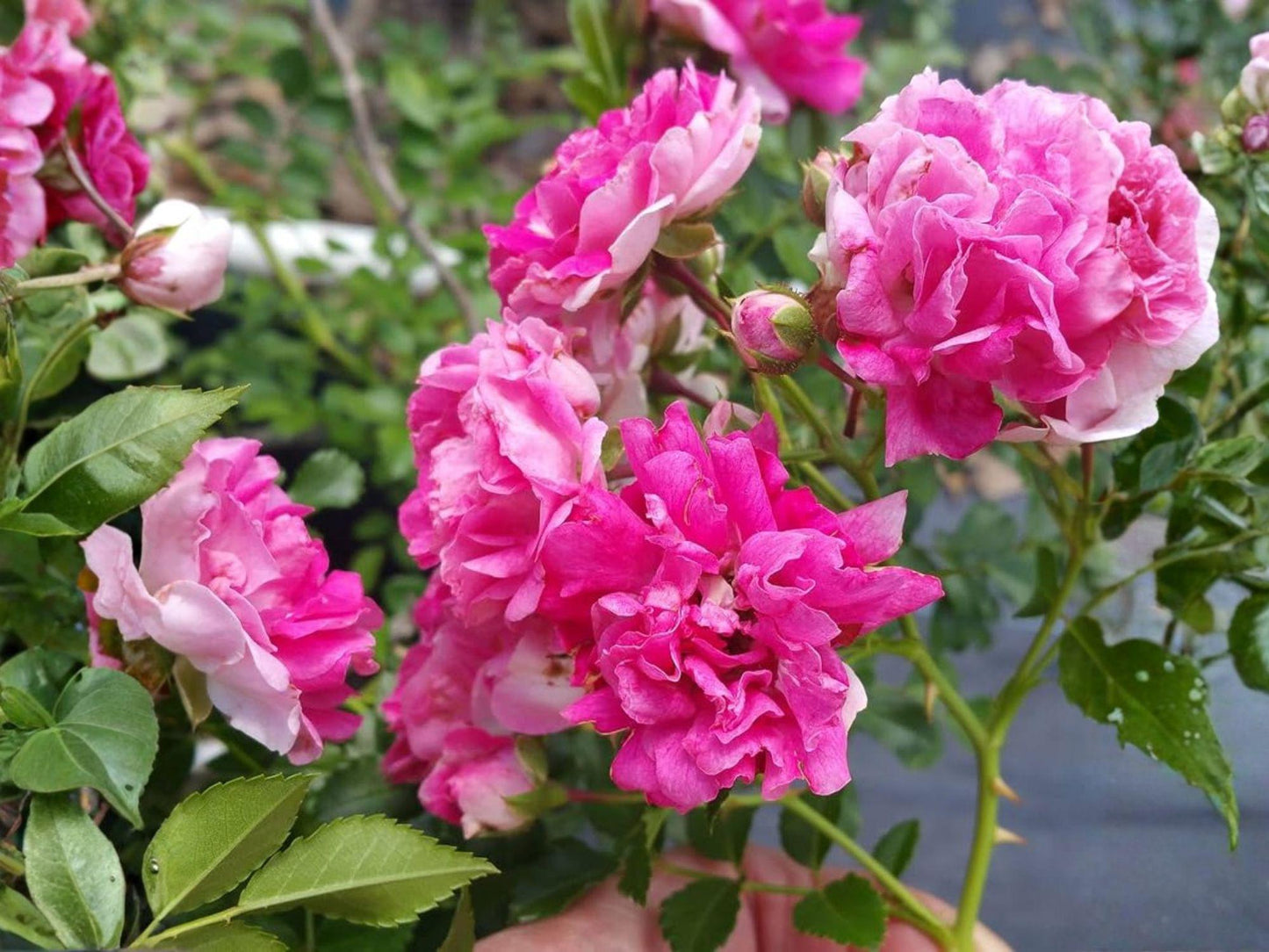 Heirloom Climbing Rose Plant - Seven Sisters Vine with Pink Blooms - Rosa multiflora - 1 ft Starter Plant for Trellises