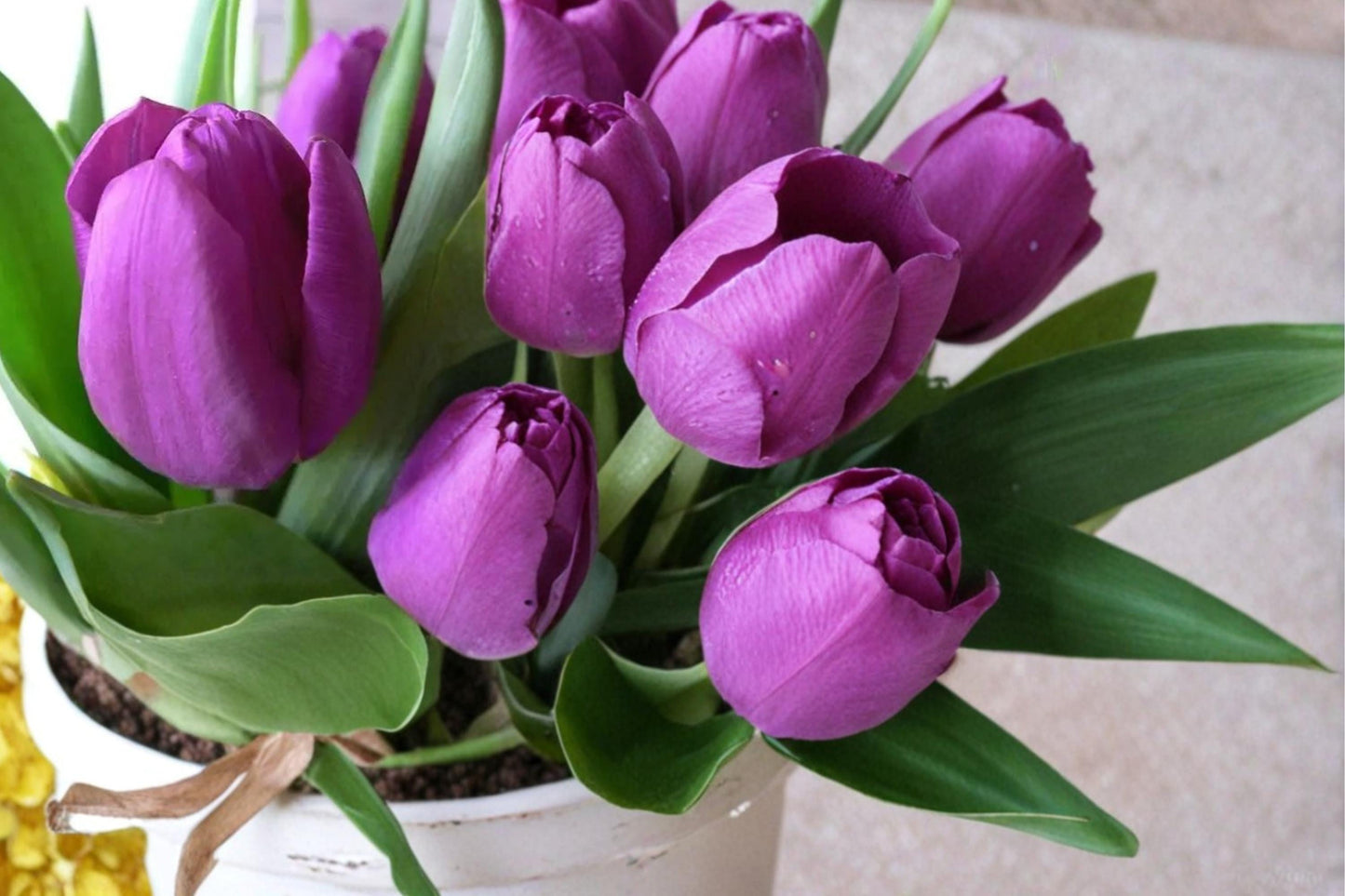 Purple Tulip Bulbs - 10 Count - Tulipa - Perennial Spring Flowering Bulbs for Garden Beds and Containers