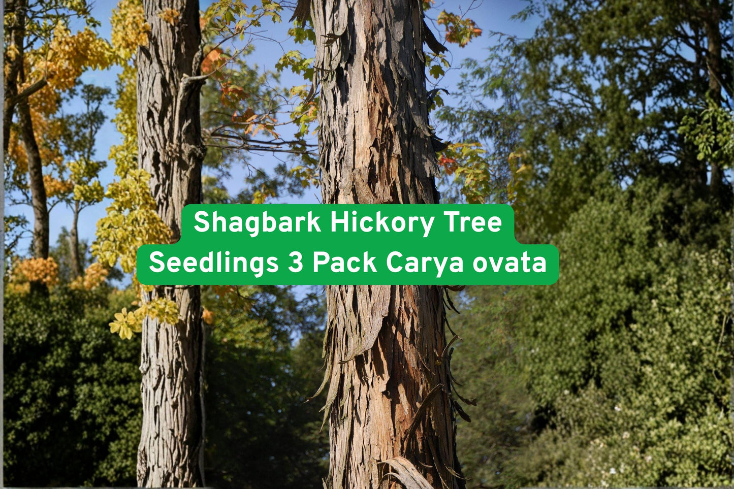 Shagbark Hickory Tree Seedlings, 3 Pack, Hardy Nut Tree, Edible Nuts, Carya ovata