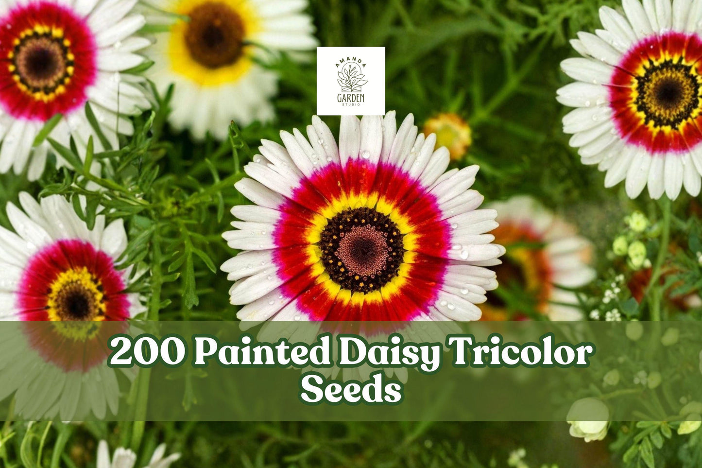 Painted Daisy Tricolor Seeds - 200+ Chrysanthemum carinatum for Vibrant Red, Yellow, White Blooms - Easy to Grow Annual Flower