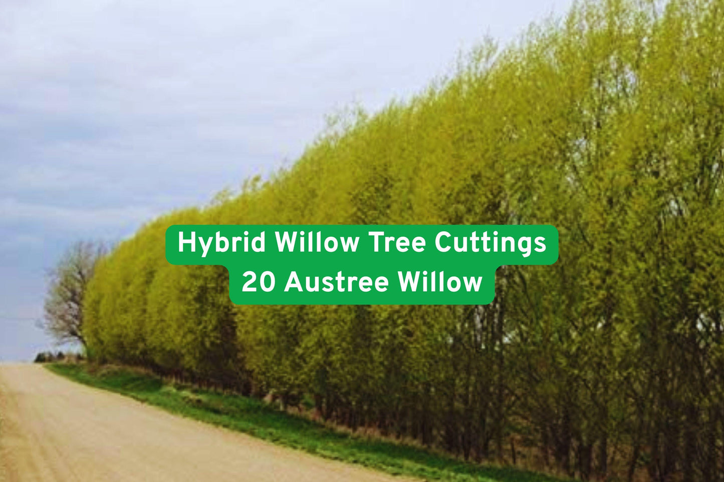 20 Austree Willow Cuttings, Fast-Growing Privacy Hedge, Hybrid Willow Trees, Salix spp., Ideal for Shade and Windbreaks